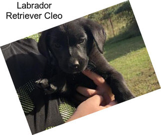 Labrador Retriever Cleo