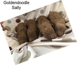Goldendoodle Sally