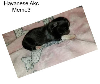 Havanese Akc Meme3