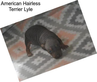 American Hairless Terrier Lyle