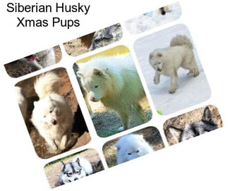 Siberian Husky Xmas Pups