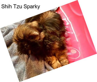 Shih Tzu Sparky