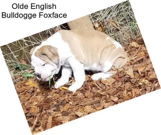 Olde English Bulldogge Foxface