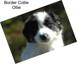 Border Collie Ollie