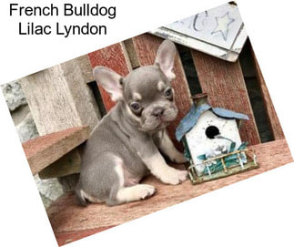 French Bulldog Lilac Lyndon