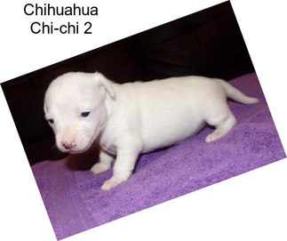 Chihuahua Chi-chi 2