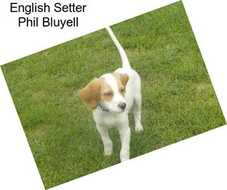 English Setter Phil Bluyell
