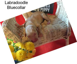 Labradoodle Bluecollar
