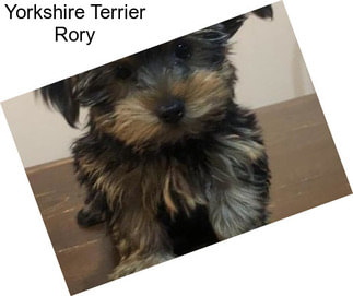 Yorkshire Terrier Rory