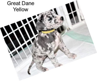 Great Dane Yellow