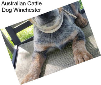 Australian Cattle Dog Winchester