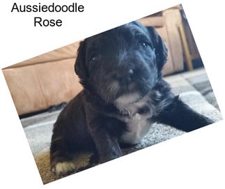 Aussiedoodle Rose