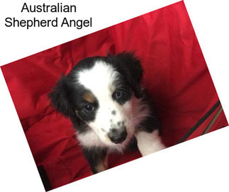 Australian Shepherd Angel