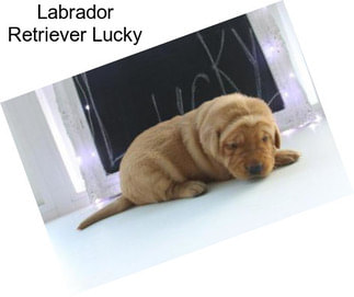Labrador Retriever Lucky