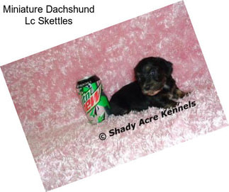 Miniature Dachshund Lc Skettles