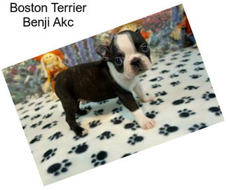 Boston Terrier Benji Akc