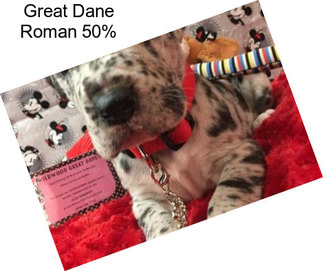 Great Dane Roman 50%