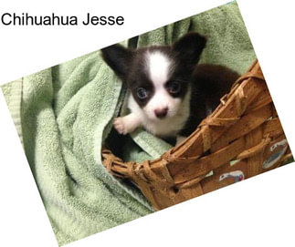 Chihuahua Jesse