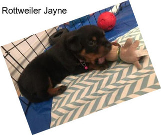 Rottweiler Jayne