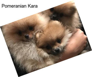 Pomeranian Kara