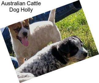 Australian Cattle Dog Holly