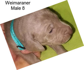 Weimaraner Male 8