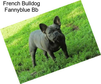 French Bulldog Fannyblue Bb