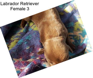 Labrador Retriever Female 3