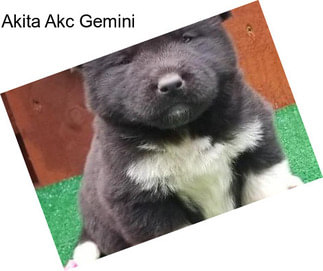 Akita Akc Gemini