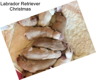 Labrador Retriever Christmas