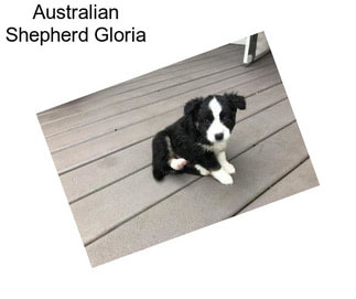 Australian Shepherd Gloria
