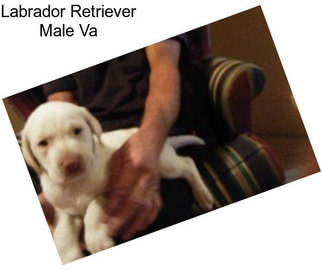 Labrador Retriever Male Va