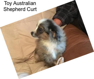 Toy Australian Shepherd Curt
