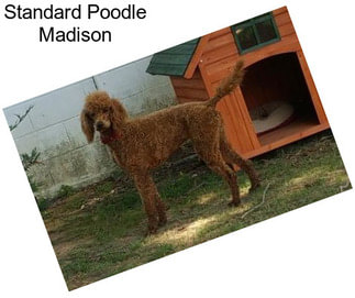 Standard Poodle Madison