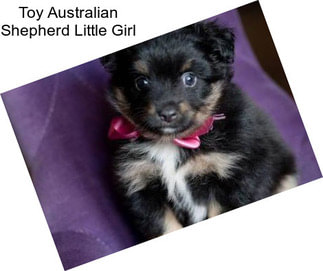 Toy Australian Shepherd Little Girl