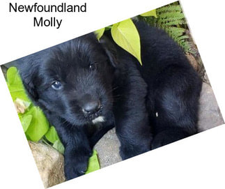 Newfoundland Molly