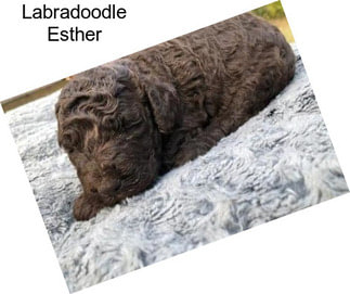 Labradoodle Esther