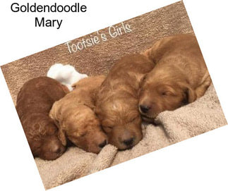 Goldendoodle Mary