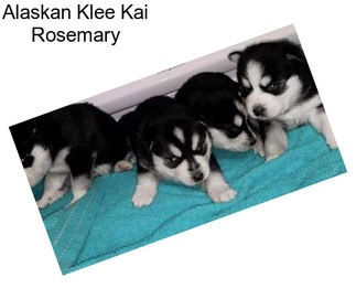 Alaskan Klee Kai Rosemary