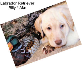 Labrador Retriever Billy * Akc