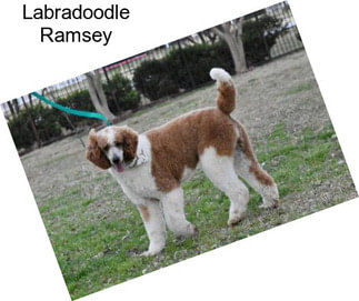 Labradoodle Ramsey