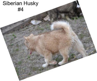 Siberian Husky #4