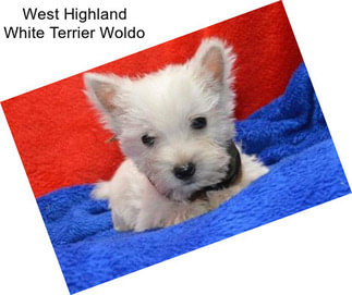 West Highland White Terrier Woldo