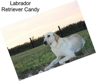 Labrador Retriever Candy