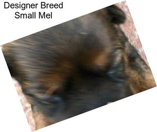 Designer Breed Small Mel