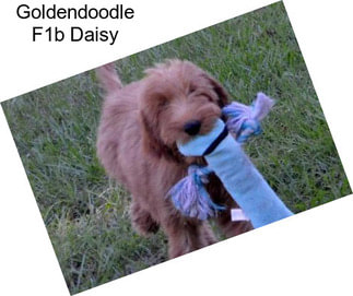 Goldendoodle F1b Daisy