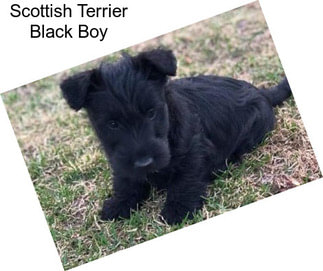 Scottish Terrier Black Boy