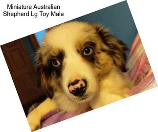 Miniature Australian Shepherd Lg Toy Male