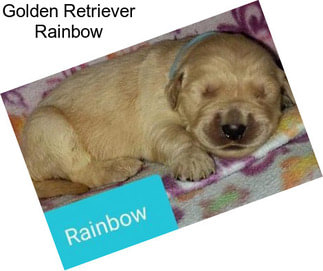 Golden Retriever Rainbow