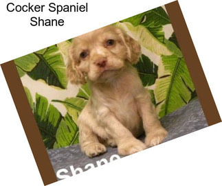 Cocker Spaniel Shane